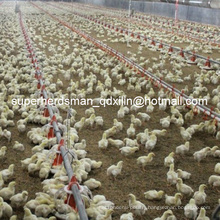 Complete Set Automatic Poultry Equipment for Broiler Farm